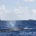 whale_humpback_h_01031_dom3216.jpg